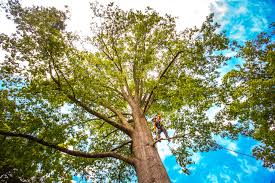Best Root Management and Removal  in Shoreacres, TX