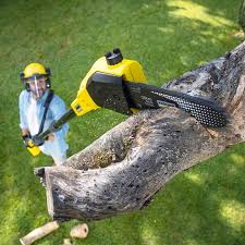 Best Tree Mulching  in Shoreacres, TX