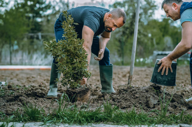 Trusted Shoreacres, TX Tree Services Experts