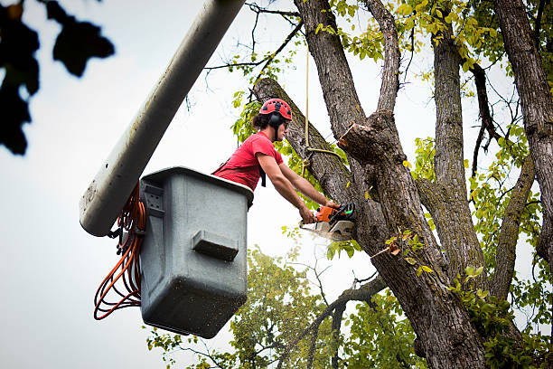 Best Fruit Tree Pruning  in Shoreacres, TX